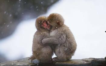 国产里的猴子的叫声视频,原始森林中的自然交响曲